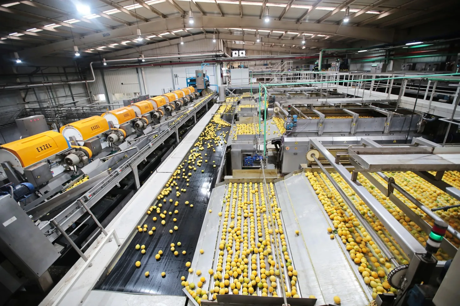 Interior of the Argenti Lemon packing plant with lemons on the sorting lines.