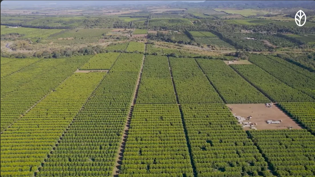Aerial view of the Argenti Lemon groves in Tucum&aacute;n.
